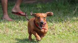 All three varieties of the breed are distinguished by a long body and short muscular legs, from  ...