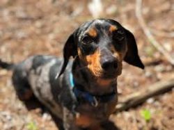 The first mascot for the 1972 Munich Olympics was the dachshund. 