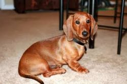 Such dogs adapt well, they are not particularly whimsical, therefore they are suitable even for  ...