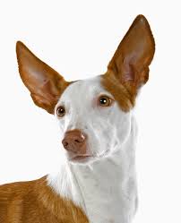 Related breeds include Greyhound and Saluki. The rush of blood from the Egyptian mastiffs streng ...
