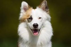 Oddly enough, although the dog is small, it is not well suited for living in a city, in an apart ...