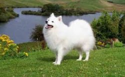 The Indian Spitz became popular due to the restrictive import regulations imposed by the Indian  ...