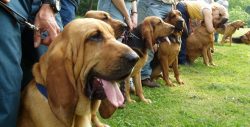 The breed standard provides for a height at the withers of 64-72 cm for males and 58-66 cm for b ...