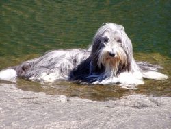 The ancestors of the bearded collie appeared in Scotland in the 16th century. Until that time, t ...