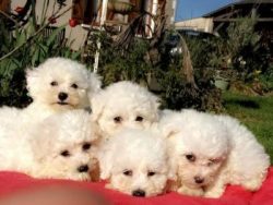 In the late 19th and early 20th centuries, interest among the nobility in this breed faded away, ...