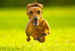 As soon as the Dachshund breed appeared in Tsarist Russia in the middle of the 18th century, the ...