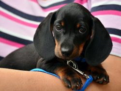 The energetic nature of a short dachshund can drive a calm person crazy. Therefore, pets of this ...