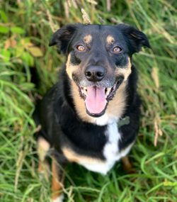The New Zealand Shepherd Dog, also known as the Huntway, is a herding dog breed native to the ev ...