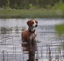 Huyen’s hounds have a calm temperament and a cheerful, cheerful disposition. They are not  ...