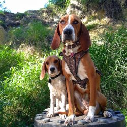 Norwegian dog breeders have managed to breed a climate-resistant breed that has stood the test o ...