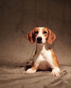 For hunting dogs chasing game, it is often necessary to make quick independent decisions. This c ...