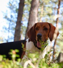 The Hugenhund will become a devoted friend and an excellent companion for a person seriously kee ...