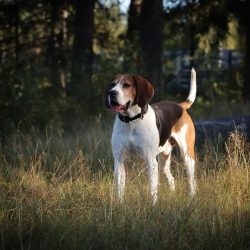 It is important to understand that to keep fit and well-being, this dog needs not only long walk ...