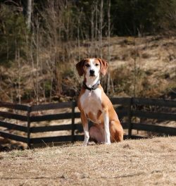 In general, the Higenhund has good health and no diseases inherent in this breed have been ident ...