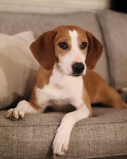 The Hugenhund is a breed that has stood the test of time and glorified the name of its creator.  ...