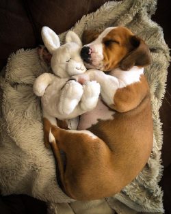 Bred in Norway in 1830 and named after the famous Norwegian dog breeder Hagen. Higenhund works g ...