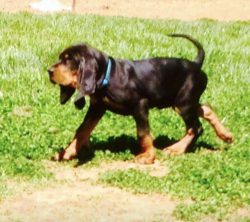 The most common conditions for the Black and Tan Coonhound are hip dysplasia, ear ulcers, progre ...