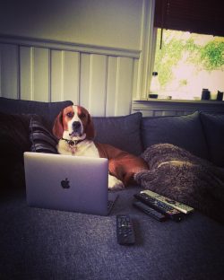 A sturdy, strong, compactly complex hound. With a well-developed bone and deep chest, this dog g ...