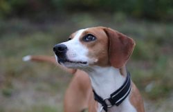 This breed is characterized by a pleasant, good-natured character, which makes it easy to find a ...
