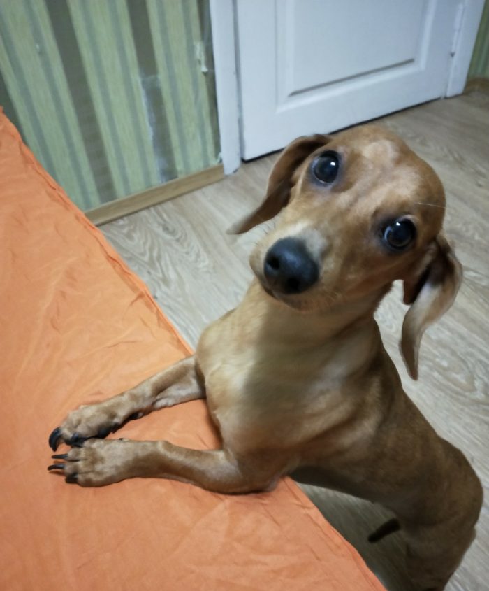 The main products for the dachshund are: meat; cereals; fish; fermented milk products.