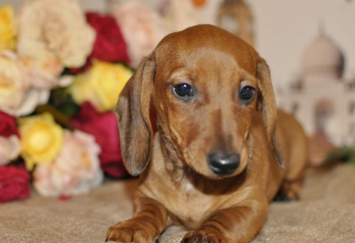 Very often, even if a dachshund lives in a family, it chooses one person for itself as the ̶ ...