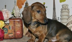 The coat color of dachshunds is presented in various shades of red, black, chocolate, white or g ...