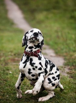 If you do not have enough free time to provide the dog with long and active walks, do not start  ...
