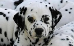 However, a Dalmatian may refuse to come to the call, bring slippers to the owner, or even go to  ...