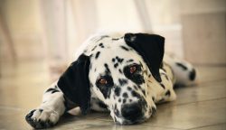 According to the researchers of the breed, the characteristics of the Istrian pointers and marbl ...
