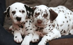 Their abilities were used in the police service, hunting, and during the Second World War – ...