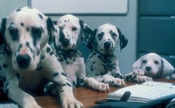 Dogs are happy to take part in joint games – sometimes this happens so actively that the c ...