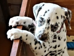The protective qualities of the Dalmatians are shown so strongly that they will demonstrate them ...