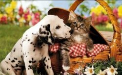 The manifestations of the character of a Dalmatian depend on the upbringing that he received fro ...