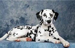 During the period of tooth change, Dalmatian should not be given pure bones. You can limit yours ...