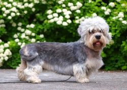 This breed appeared thanks to the breeders who bred the specified species. 