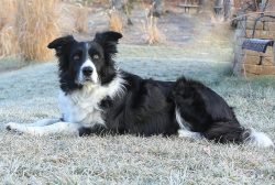 In those distant times, people largely relied on their smart and endlessly loyal dogs – th ...