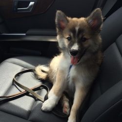 Currently, Icelandic Shepherd Dogs can still be found in pastures in remote areas of Iceland, wh ...