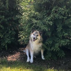 The Scandinavian Shepherd Dog is a well-built, lean, spitz-like dog of just below average height ...