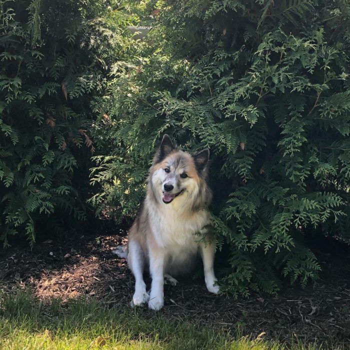 The Scandinavian Shepherd Dog is a well-built, lean, spitz-like dog of just below average height ...