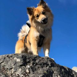 The Icelandic Shepherd Laika has a very cheerful, playful, sociable, and inquisitive nature. The ...