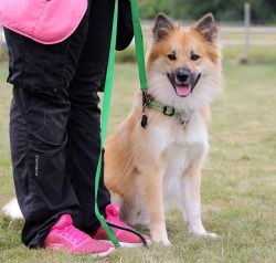 The benevolent and gentle shepherd dog greets strangers kindly, without the slightest bit of agg ...