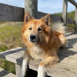 Icelandic Sheepdogs are excellent family dogs with almost no flaws. They are incredibly loyal an ...