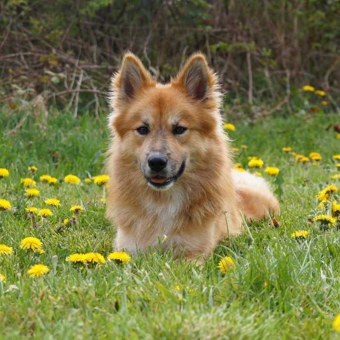 The desire to please and high intellectual abilities allow the Icelandic dog to learn quickly an ...