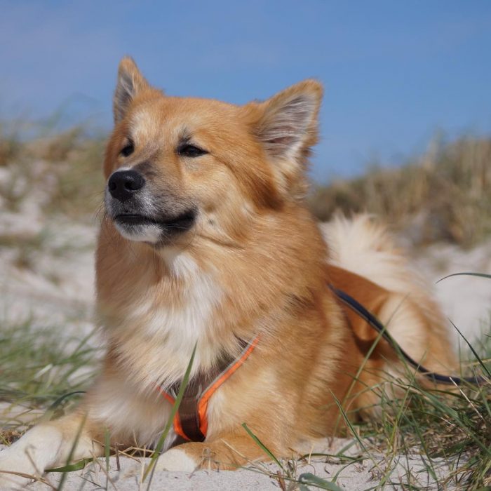 But such an energetic dog needs long daily walks. Therefore, it is not suitable for sedentary pe ...