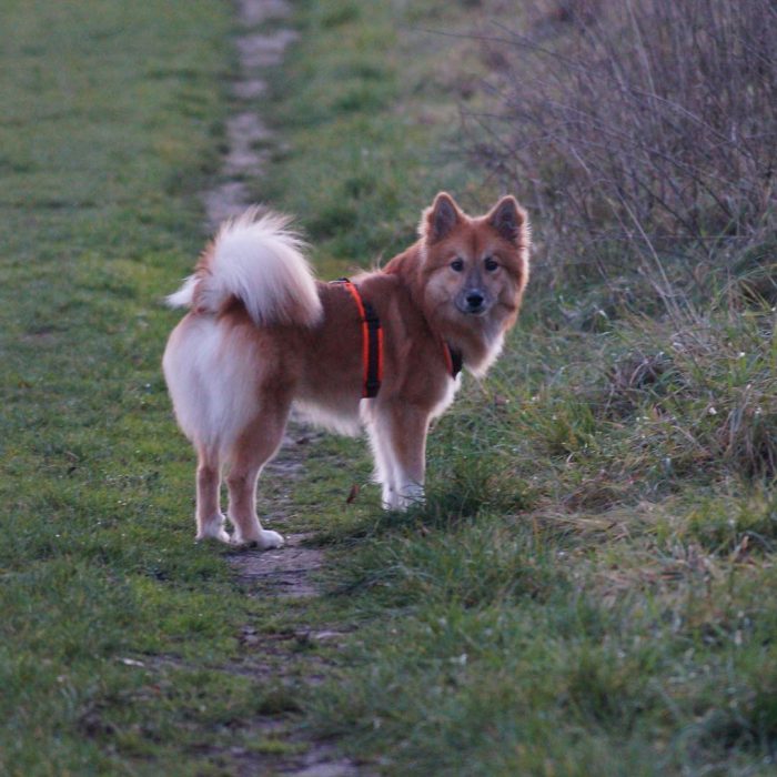 The Icelandic Shepherd does not forget about the protection of its territory. She will always no ...