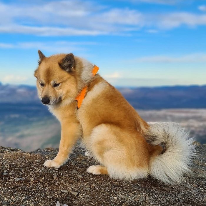 These dogs are very dependent on communication with humans and can hardly tolerate loneliness. A ...