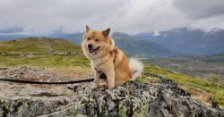 Icelandic Sheepdogs are affectionate and loving. They know how not only to receive but are also  ...