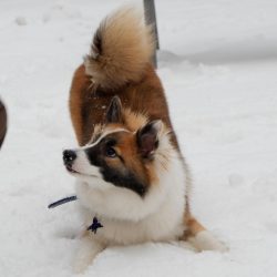 The Icelandic dog is hard to endure loneliness, can howl and whine all day long, waiting for the ...