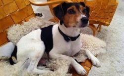 The Danish-Swedish farm dog will become a pet. But it must be remembered that the dog is intende ...
