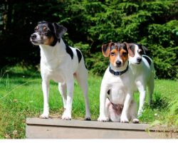The Danish-Swedish Farmdog (Danish-Swedish Gardhund) is a breed of small versatile working dogs. 